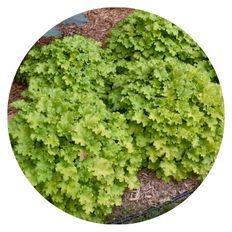 Photo of Dolce® 'Apple Twist' Coral Bells (Heuchera)