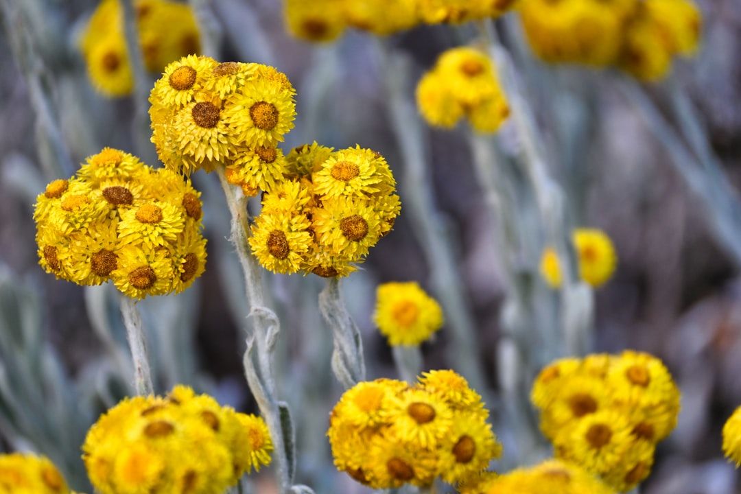 a bunch of yellow flowers that are next to each other