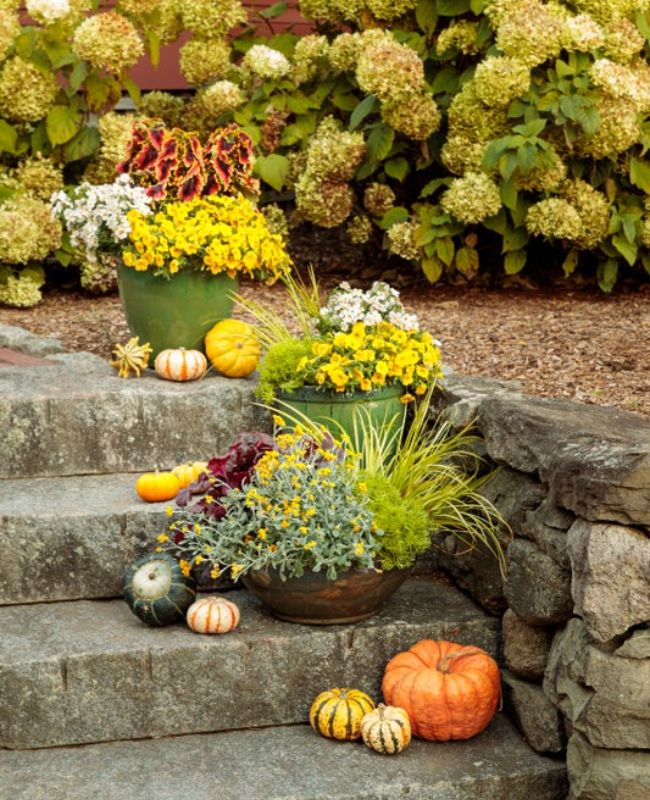 Scene of Primo® Mahogany Monster, Superbells® Yellow, Graceful Grasses® Ogon, Flambe® Yellow, Lemon Coral® on steps
