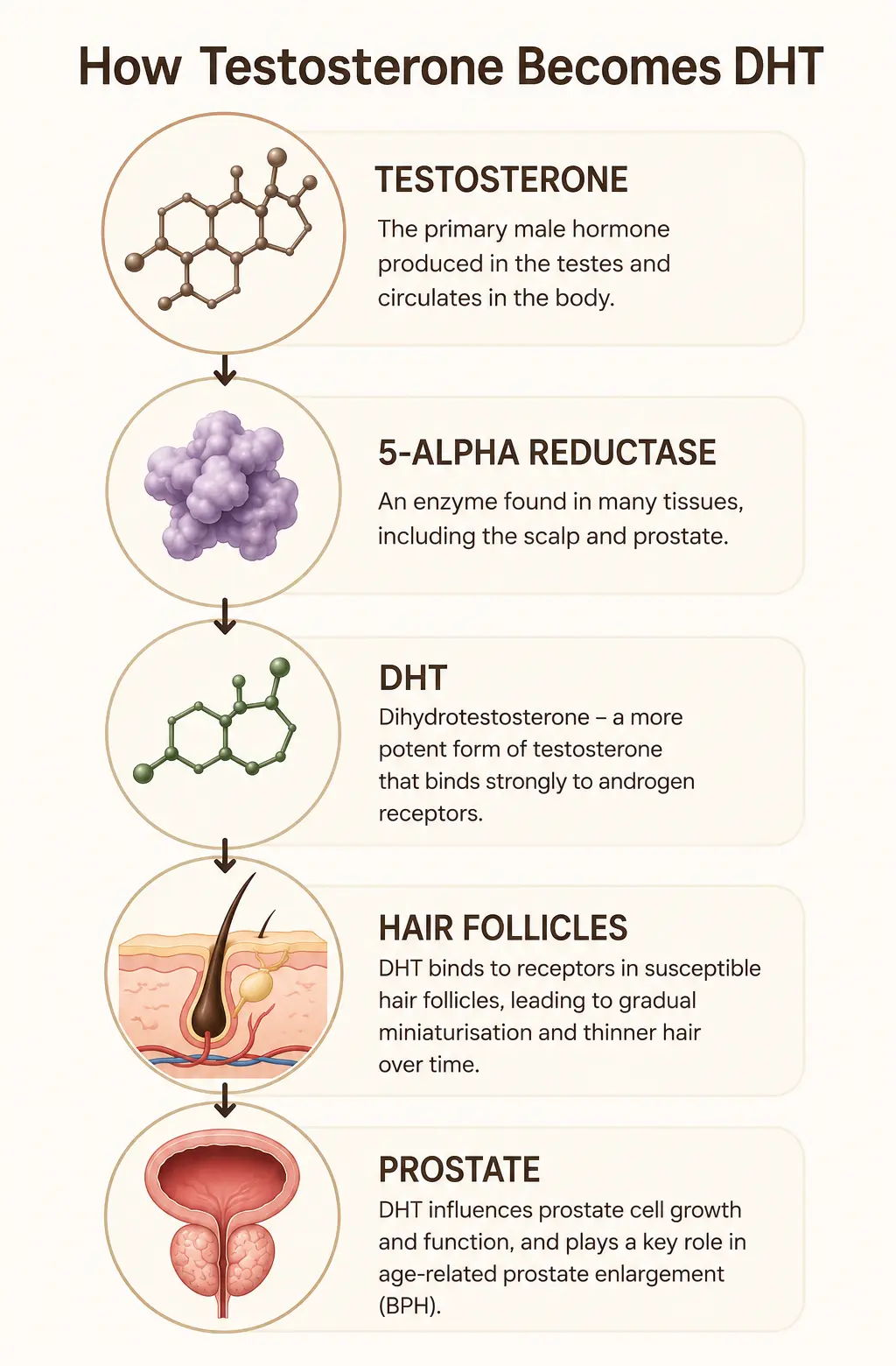 Diagram explaining the conversion of testosterone to DHT and its effects.