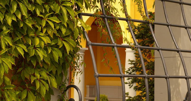 Climbers: A Must For Every Garden