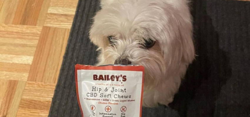 Image of a calm dog sitting, accompanied by Bailey's Hip & Joint CBD Soft Chews product.