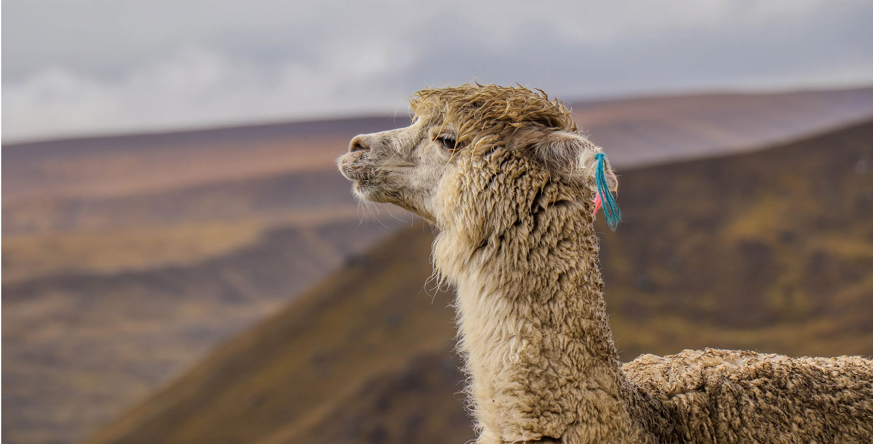 Alpaca looking out over mountains 