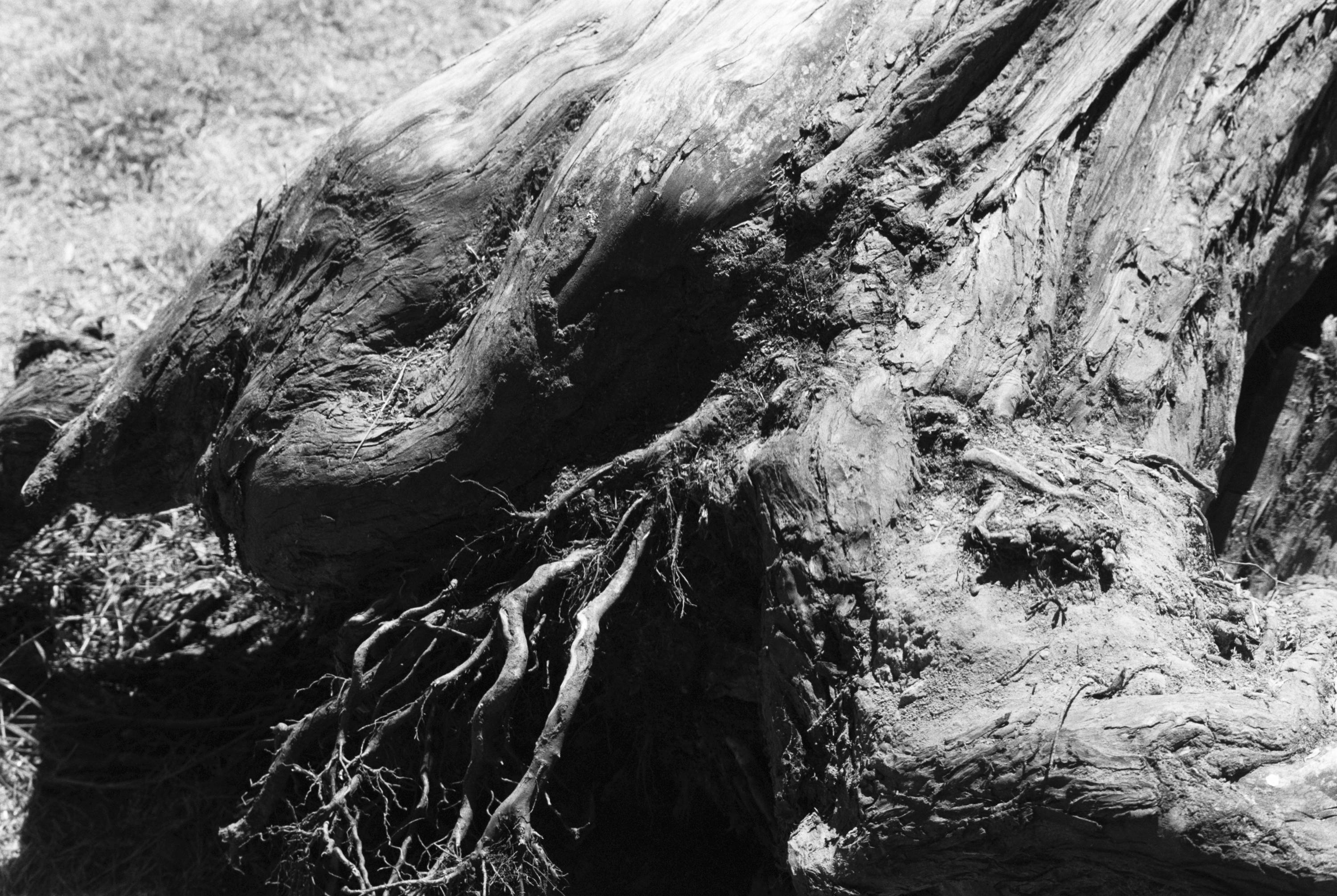 Ilford Pan F Review - Sample Image - Tree