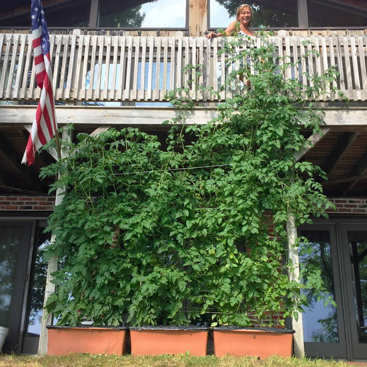 Tomato plants grow to the second story of this house.