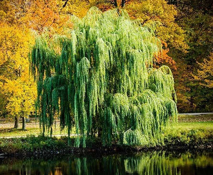 Weeping Willow Tree For Sale Why You Need One Plantingtree