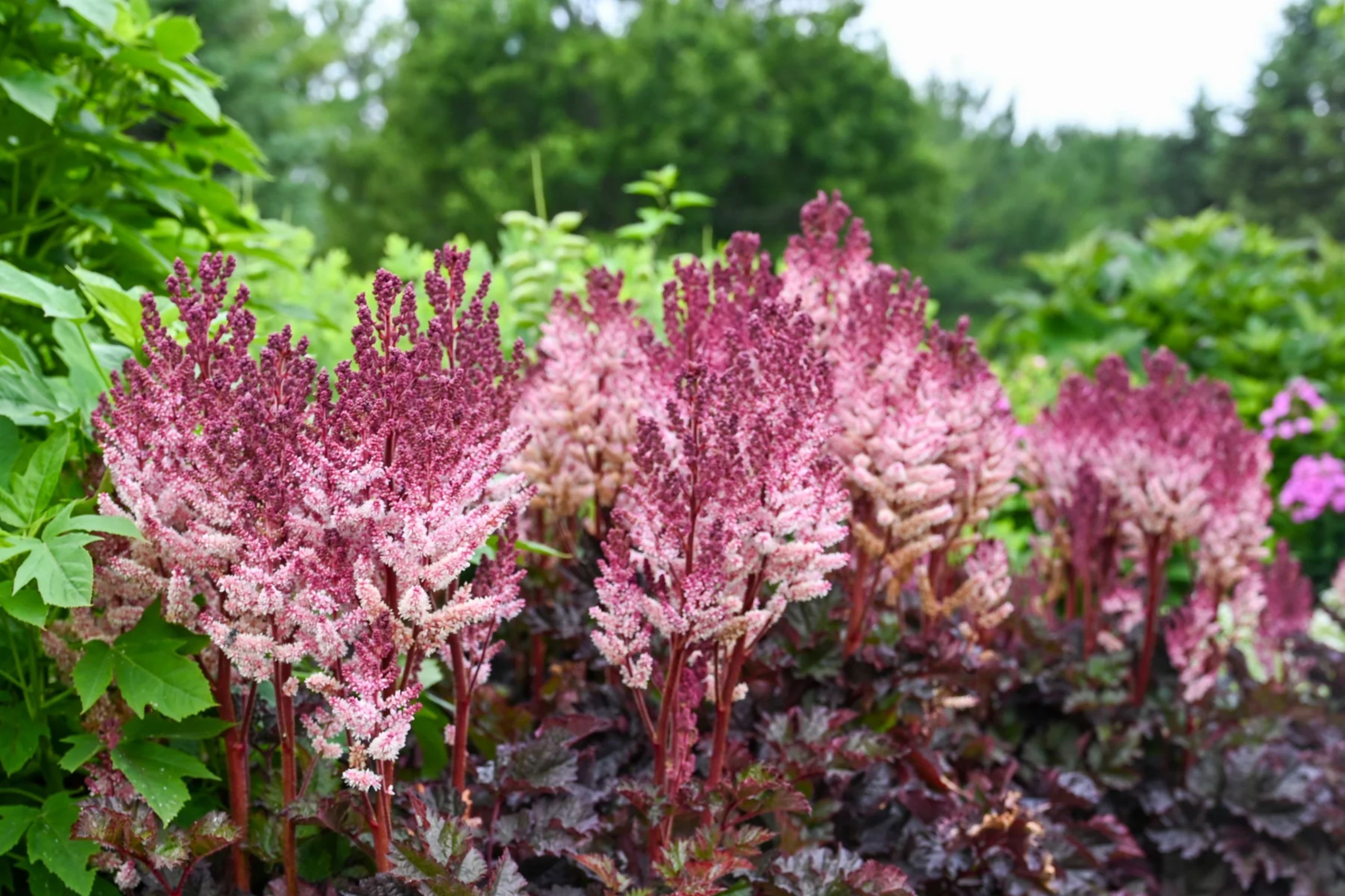 Photo of 'Dragon's Lair' Astilbe