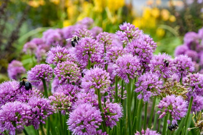 Up close photo of 'All the Buzz' Ornamental Onion with bees pollinating