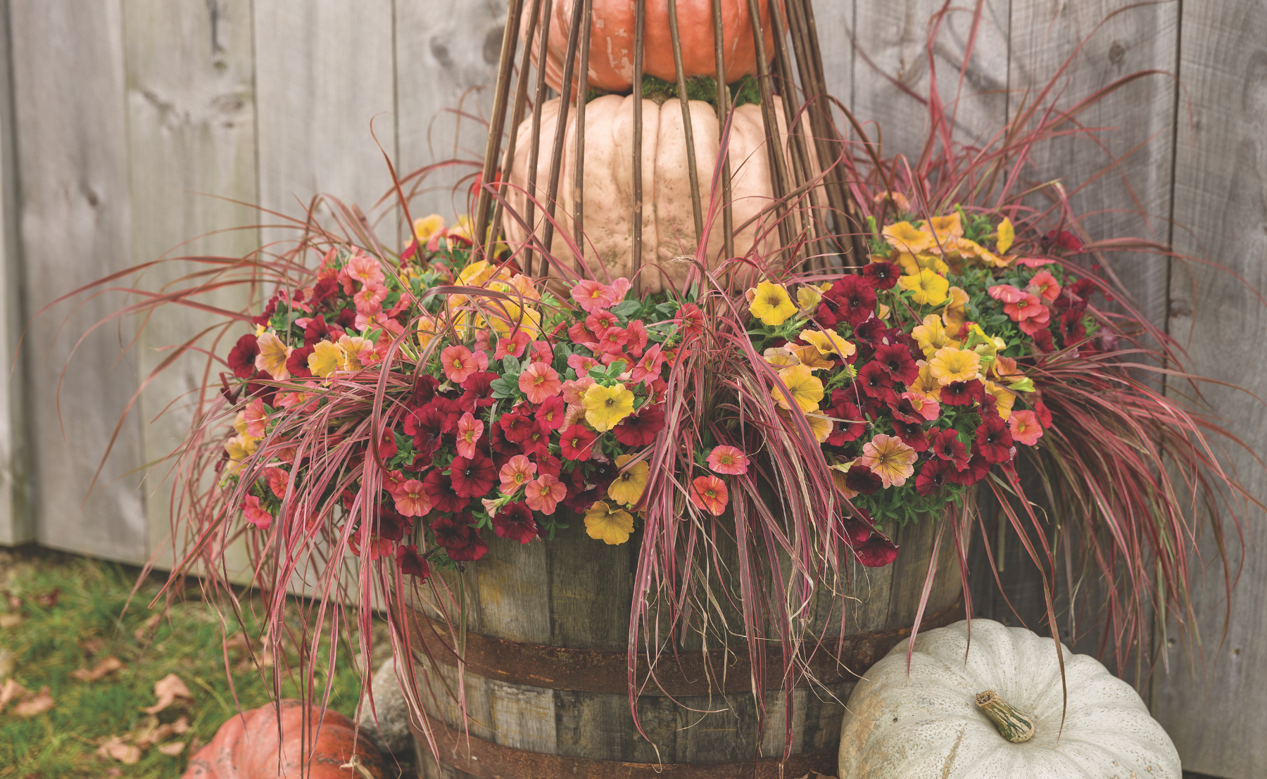 Photo scene of Supertunia Honey, Superbells Tropical Sunrise, Graceful Grasses Fireworks, Superbells Pomegranate Punch planted in a wine barrel outdoors