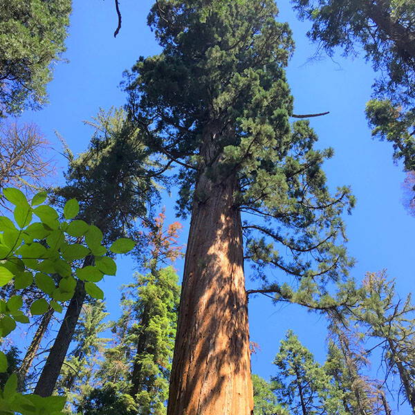 High Quality Organics Express Sequoia forest in Yosemite Valley