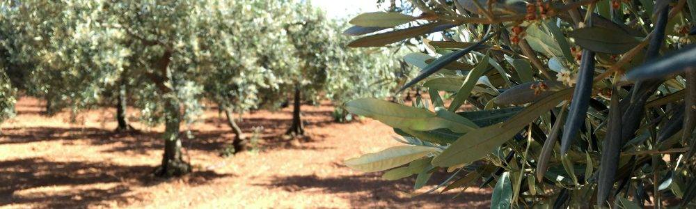 olive fields italy