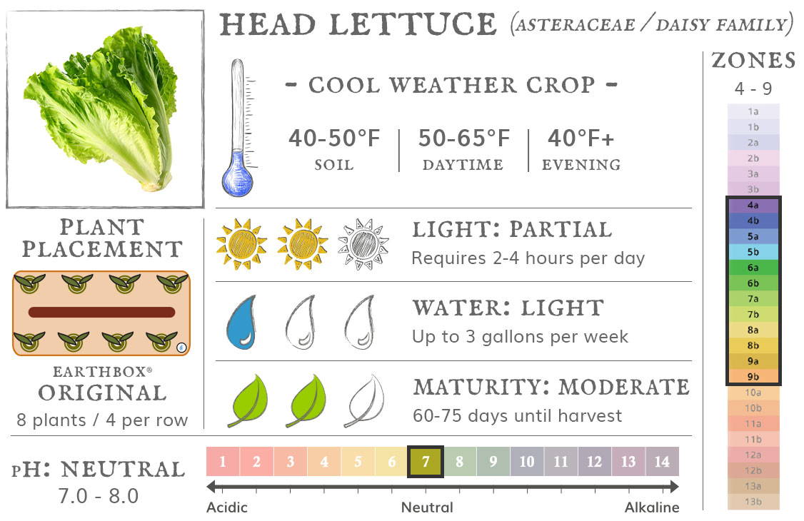 Lettuce is a cool weather crop best grown in zones 4 to 9. They require 2-4 hours sun per day, up to 3 gallons of water per week, and take 60-75 days until harvest. Place 8 plants, 4 per row, in an EarthBox Original
