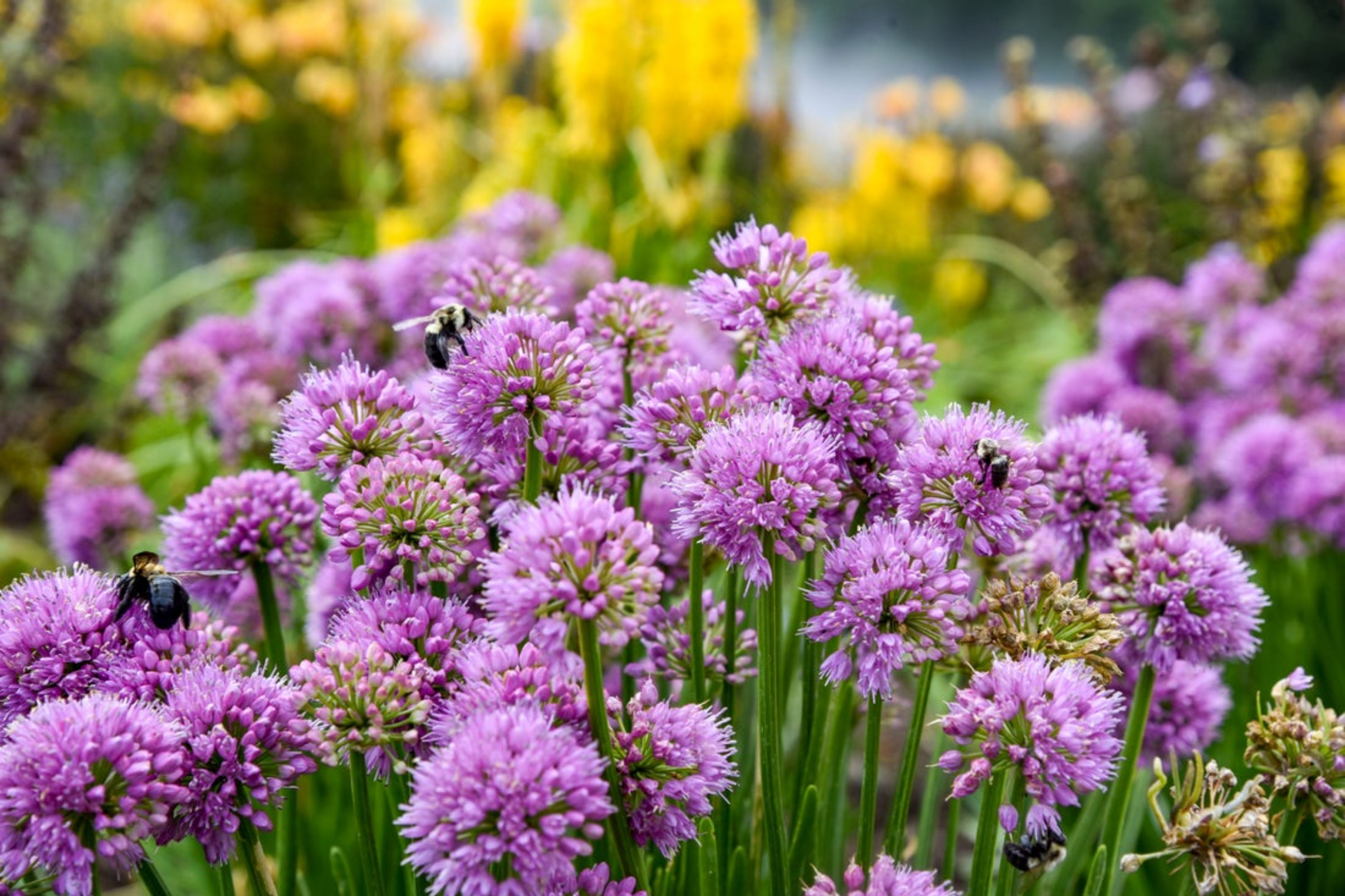 Up close photo of 'All the Buzz' Ornamental Onion with bees pollinating