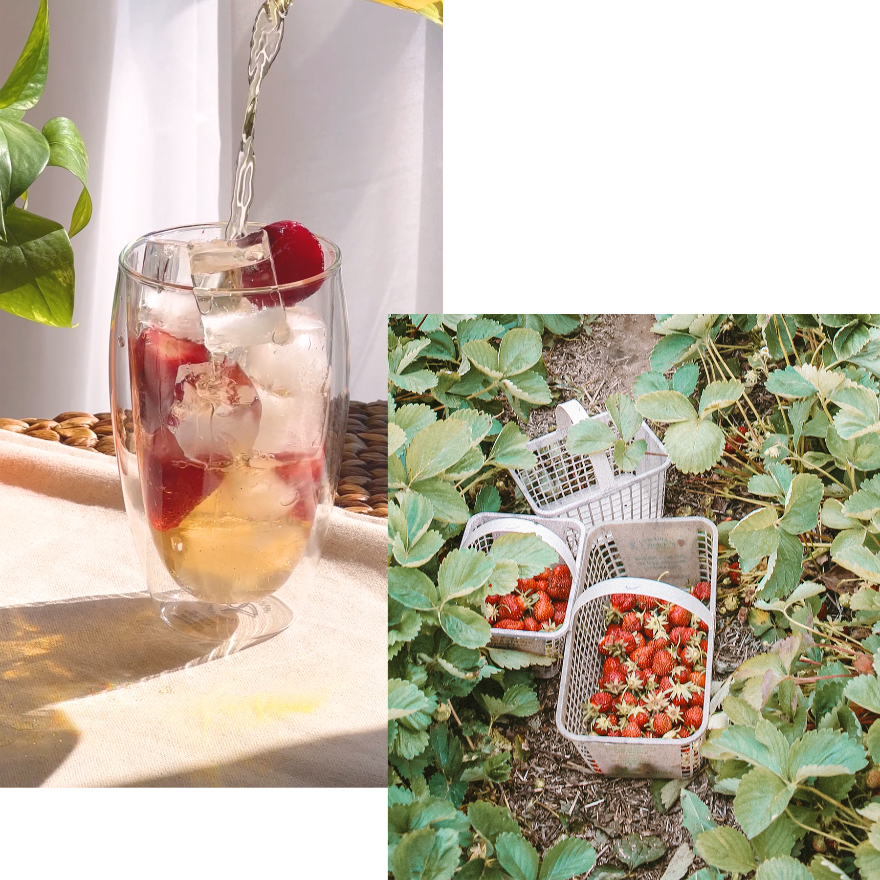 a photo of TEALEAVES Organic Wild Strawberry iced tea with fresh strawberries and a picture of a strawberry farm pickings  