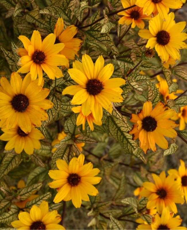 Photo of Athena Gold™ False Sunflower
