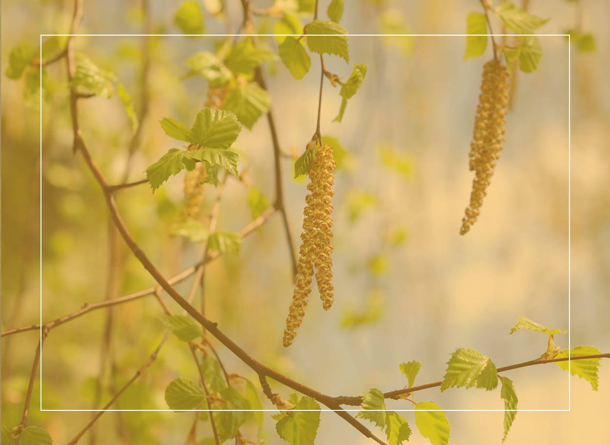 Each birch catkin or flower may release six million pollen grains to travel on the wind and cause hay fever symptoms