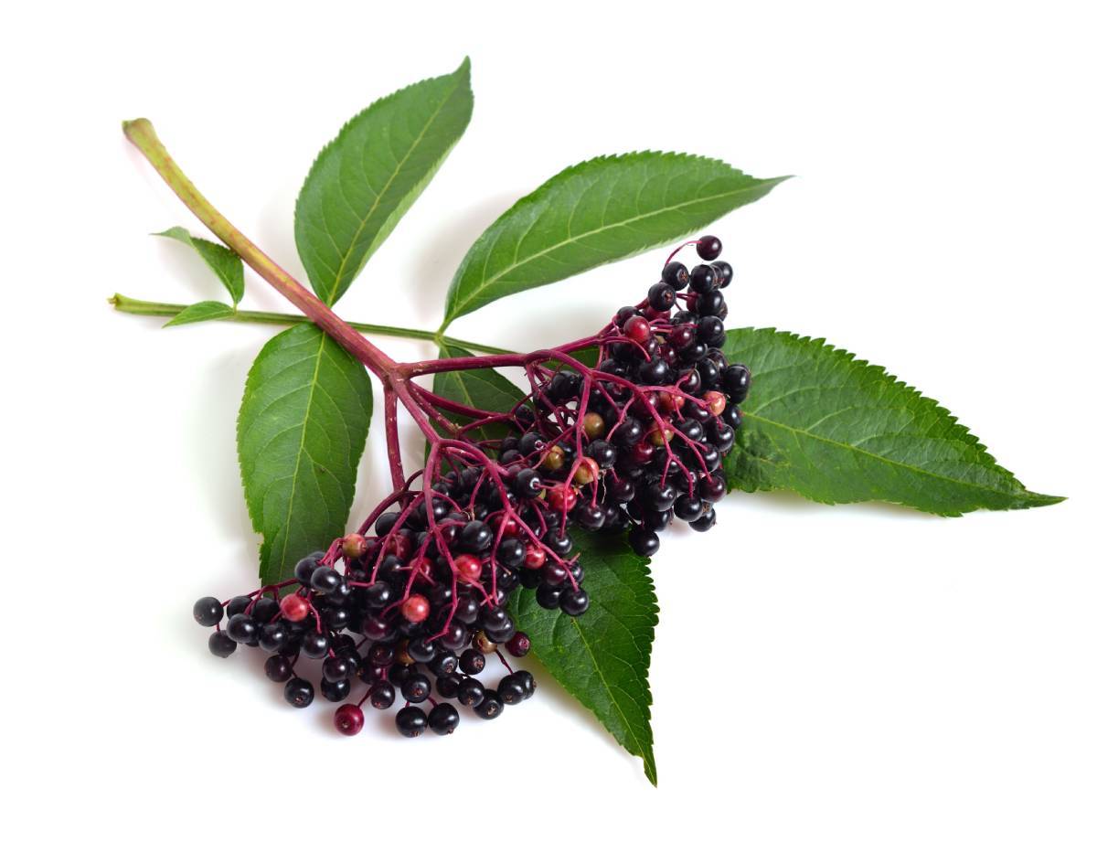 small branch with berries
