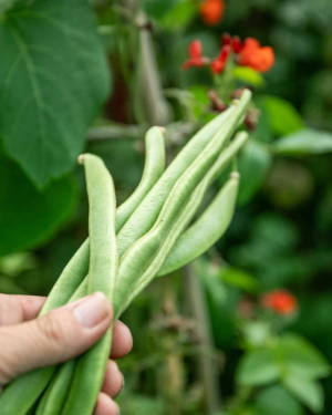 Green Bean Plants