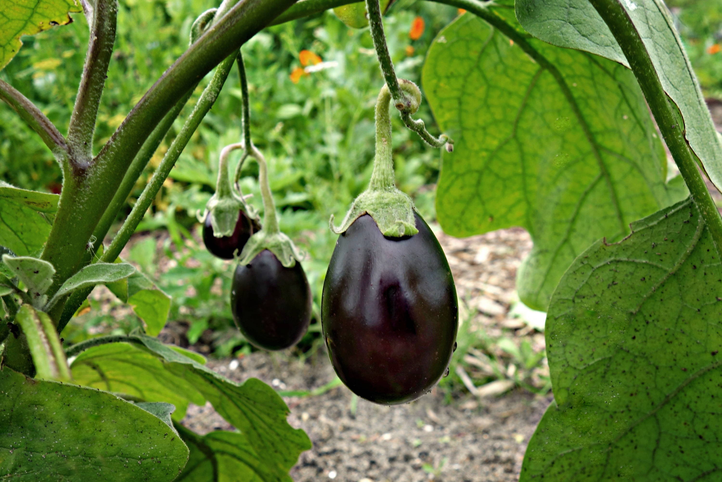 Grow Aubergines