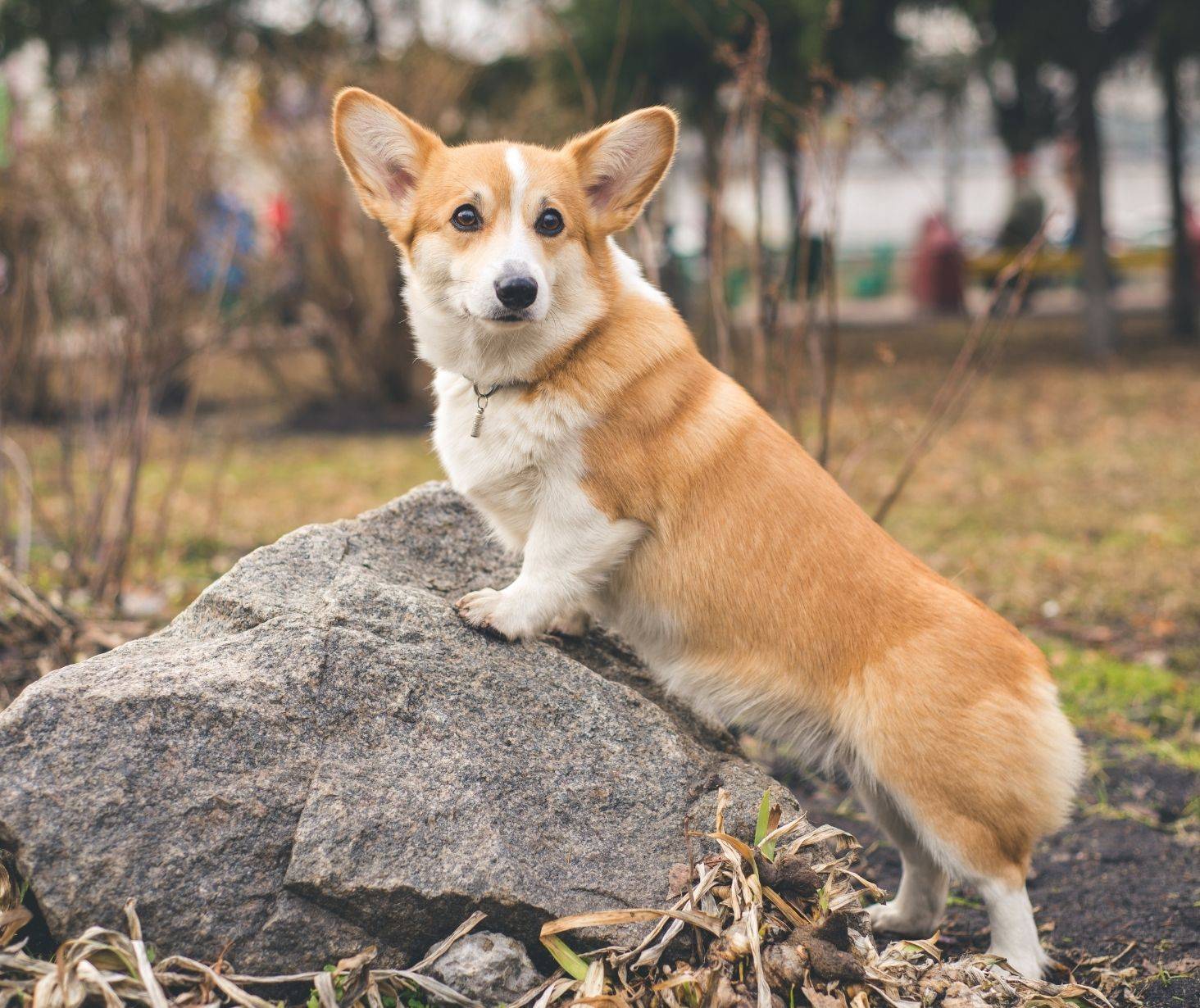 Corgi top 11 dog breed in the US