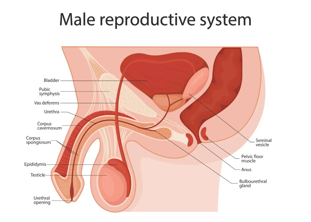 Flaccis Penis vs Erect Penis Anatomy