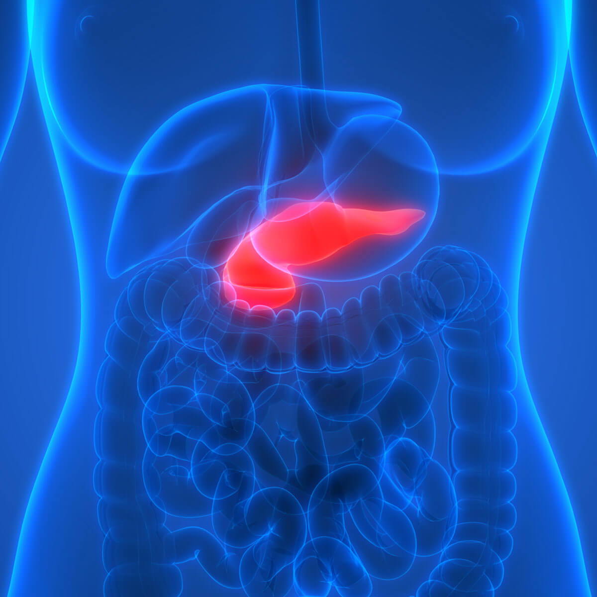insulin signalling and glucose utilisation