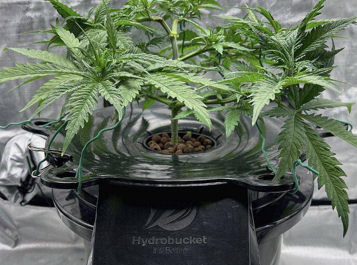 image of hydrobucket with plant