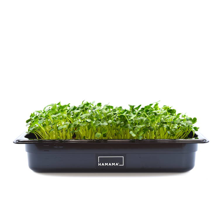 Fully grown homegrown daikon radish microgreens in a grow tray.