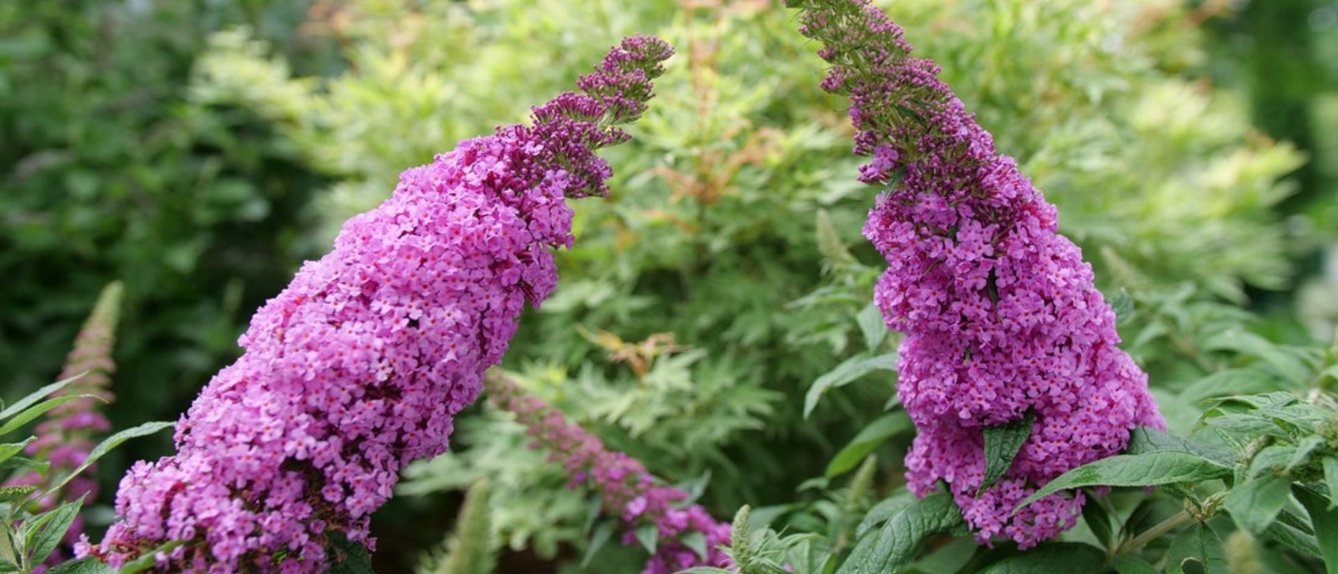 Photo of Pugster Pinker® Butterfly Bush