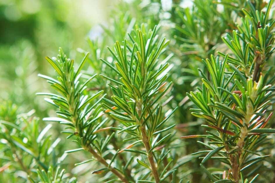 Close-up of green rosemary leaves on a plant.