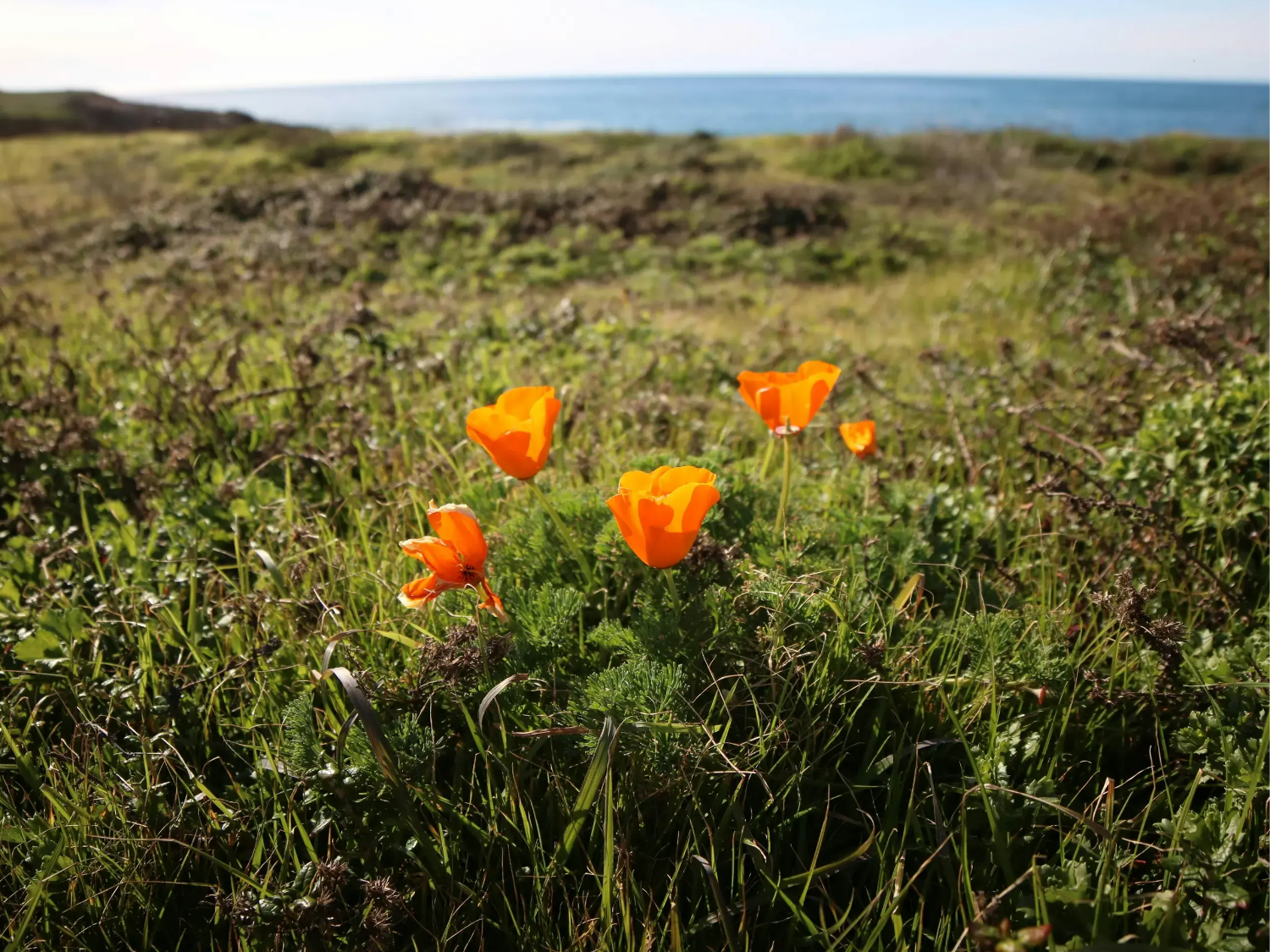 A few blooming poppies amidst a green field