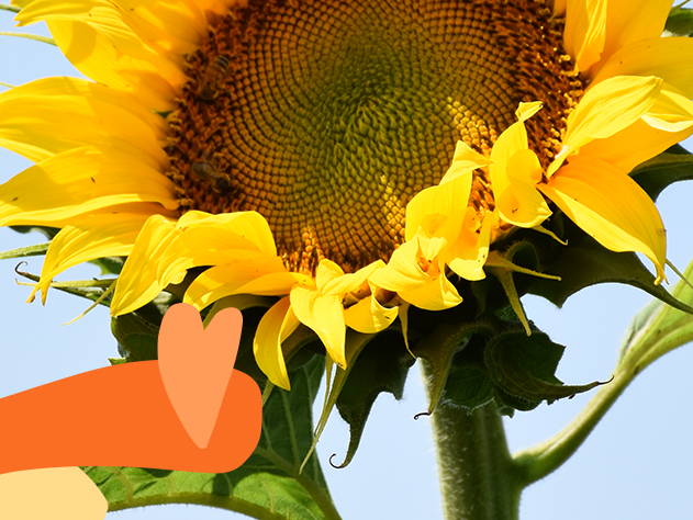 Sunflower bloomed- Babo Botanicals