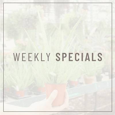 Click here to view our weekly specials page.