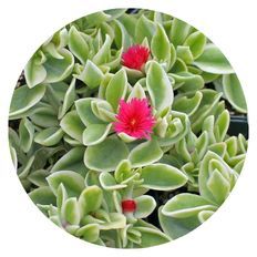 Photo of Mezoo™ Trailing Red Livingstone Daisy (Aptenia cordifolia)