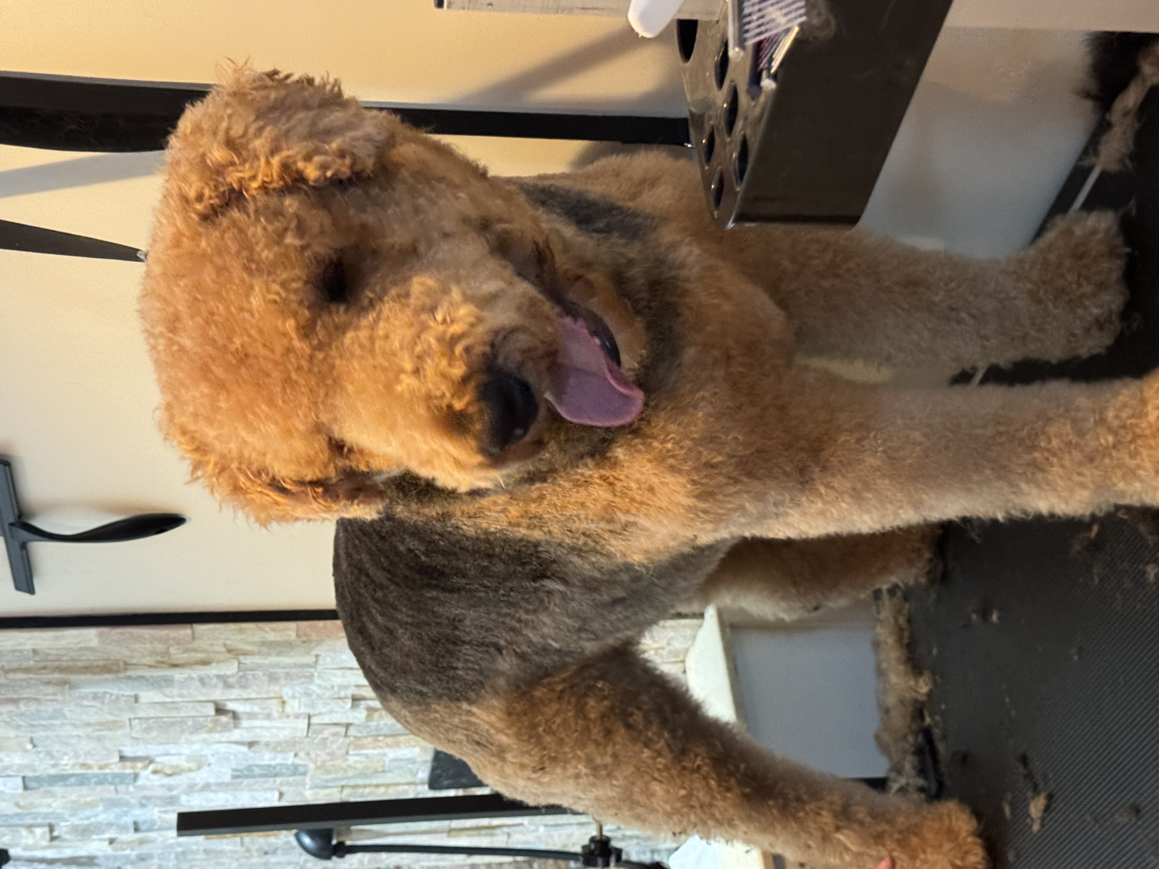 Groomed terrier with a tan head and dark saddle