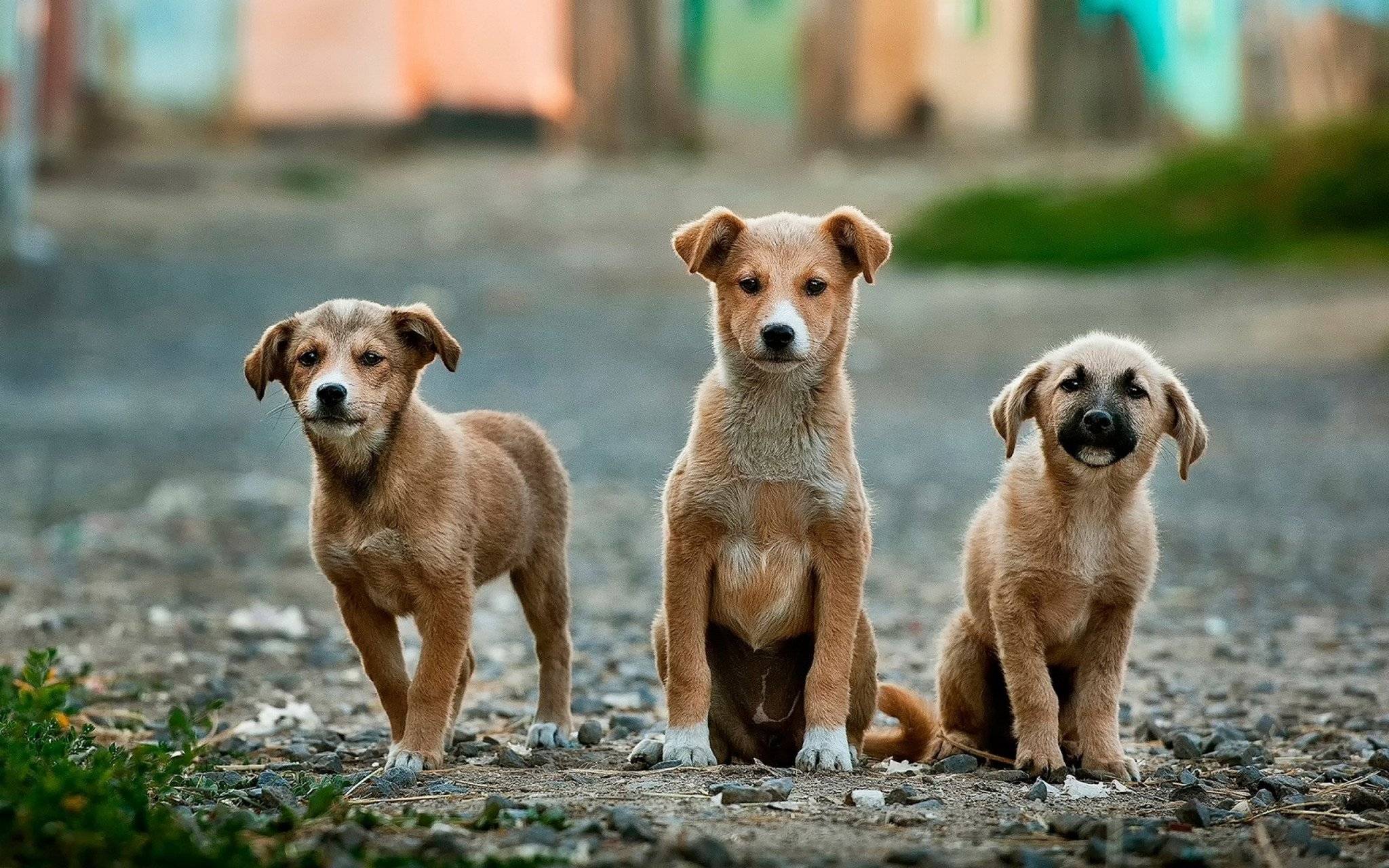 Stray puppies without their mom may be missing key bacteria for a healthy gut