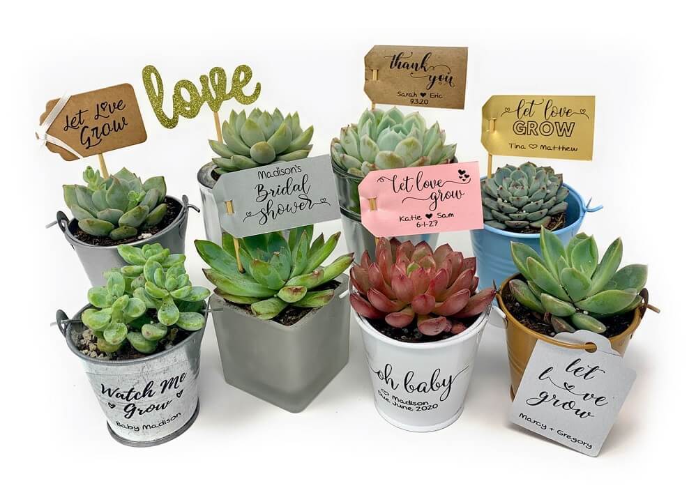 Bulk Farewell Gifts for Coworkers: DIY Desk Succulents — Calm & Chic