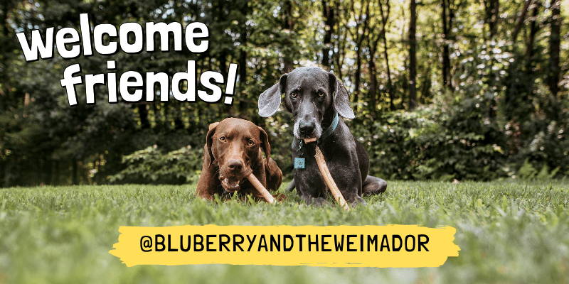 Photo of 2 dogs in a park chewing on collagen sticks. Text: Welcome friends @bluberryandtheweimador