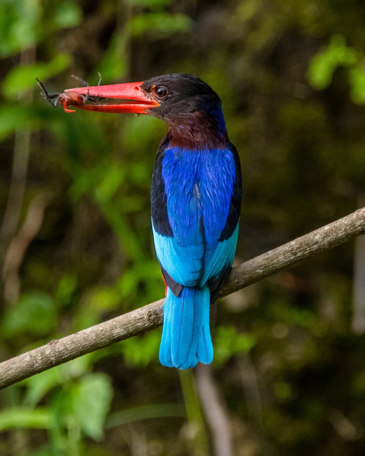 Javan Kingfisher in Ubud Bali with bug in it's beak