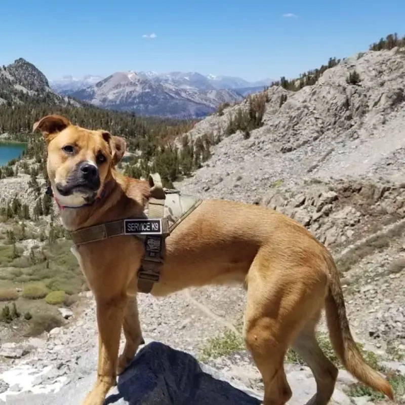 Dog outside wearing the Kinetic Duty Harness