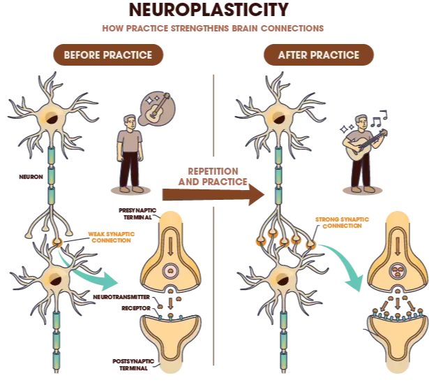 Illustration showing neural changes before and after practice.