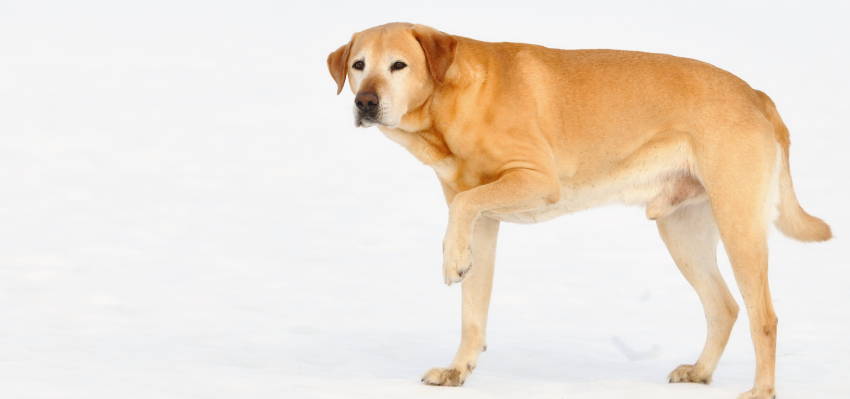 Image of an elderly dog ​​with mobility problems in its left paw, illustrating the importance of Bailey's products for pet pain.