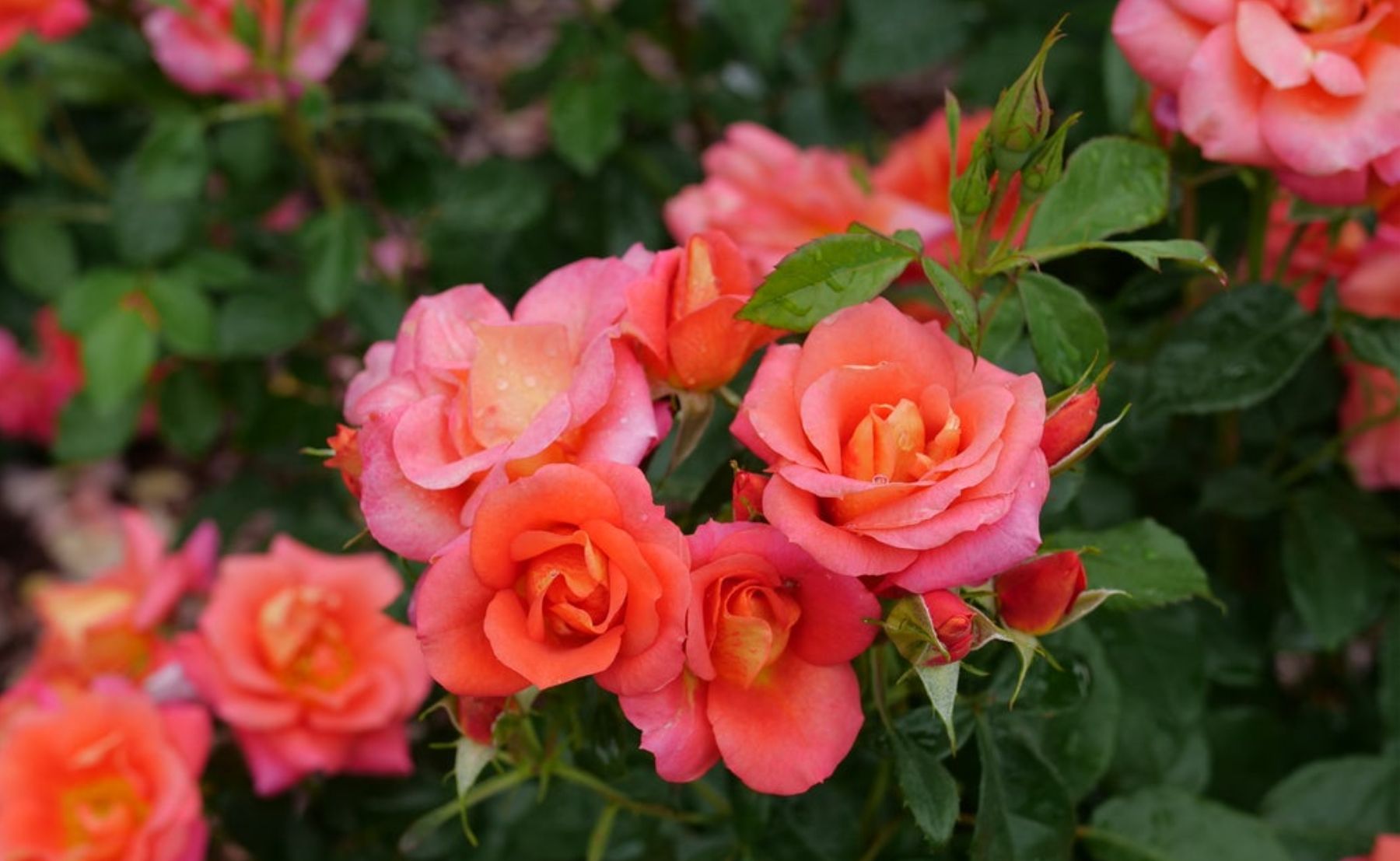 Rise Up Emberays® Rose