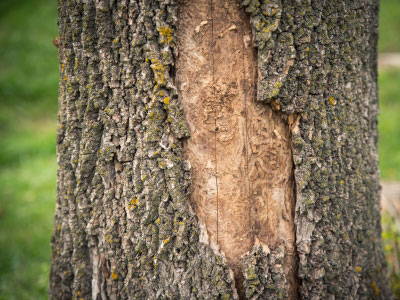 Signs of Emerald Ash Borer on a tree