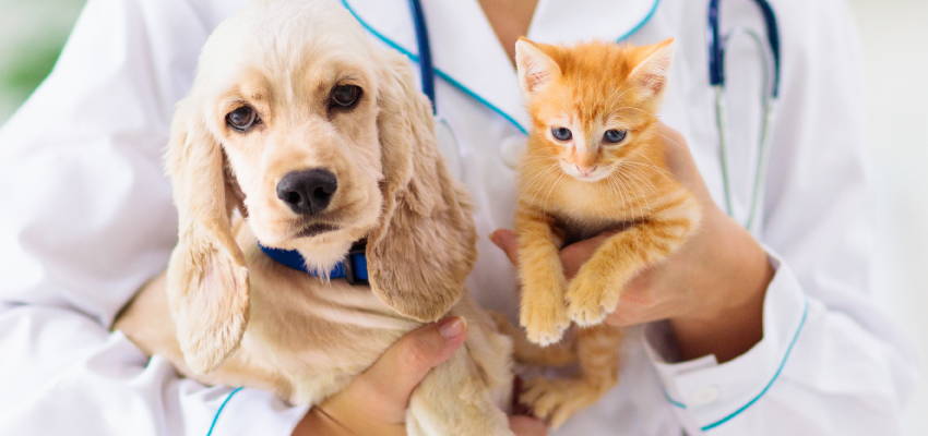 Image of a dog and a cat accompanied by a veterinarian.