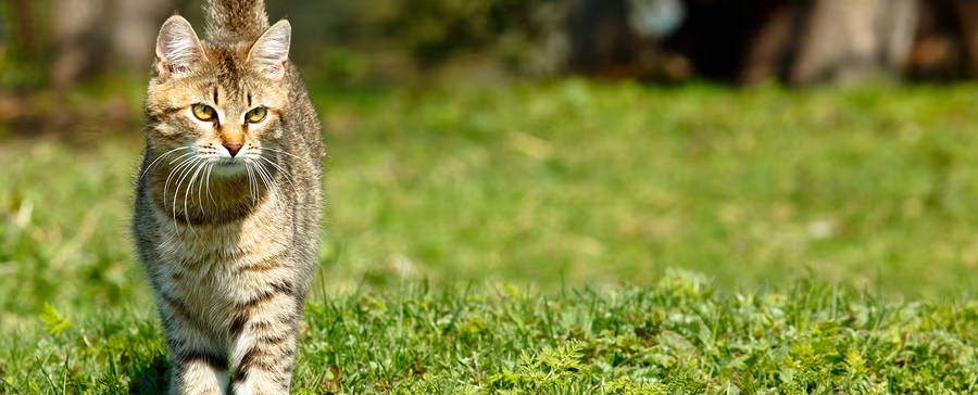 An active cat enjoying the outdoors