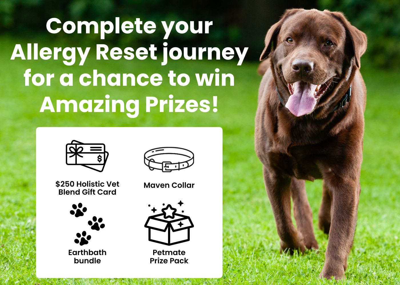 Allergy Reset giveaway banner featuring a happy dog and four prizes.
