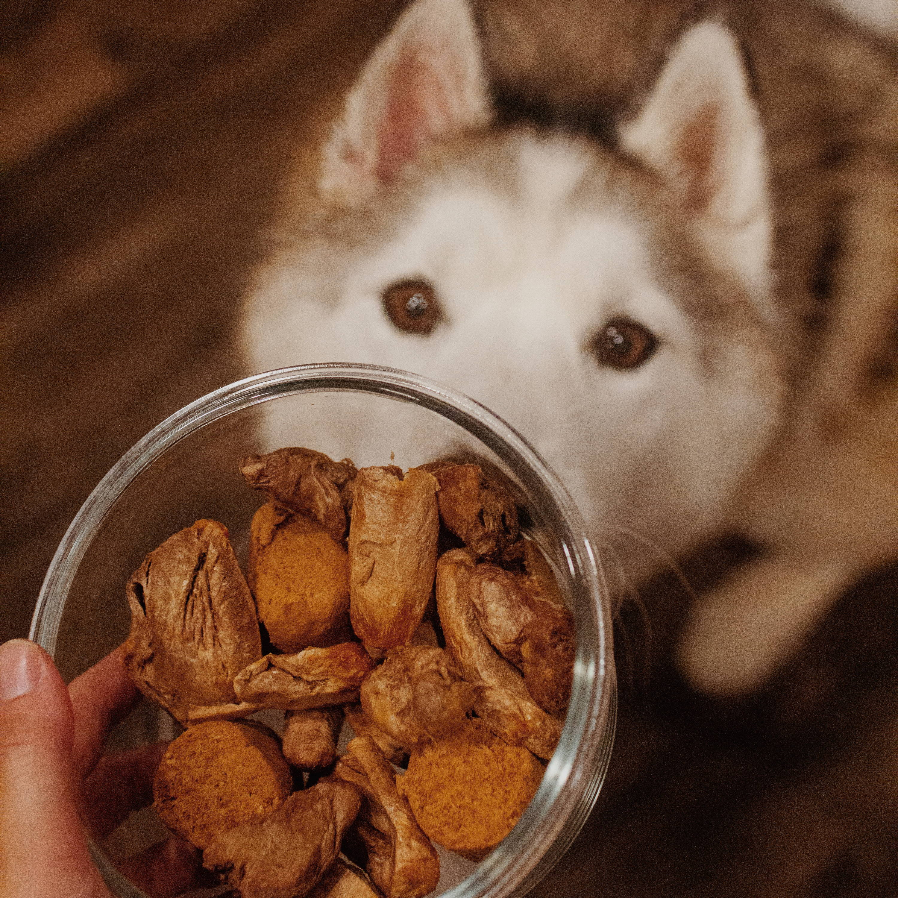 Another angle of a husky behind clear bowl filled with Oma's Pride Heart Medley.