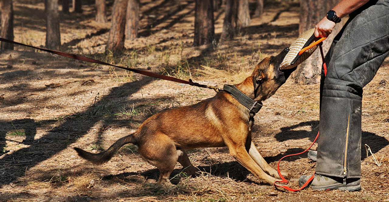 Indestructible dog leash for bite training