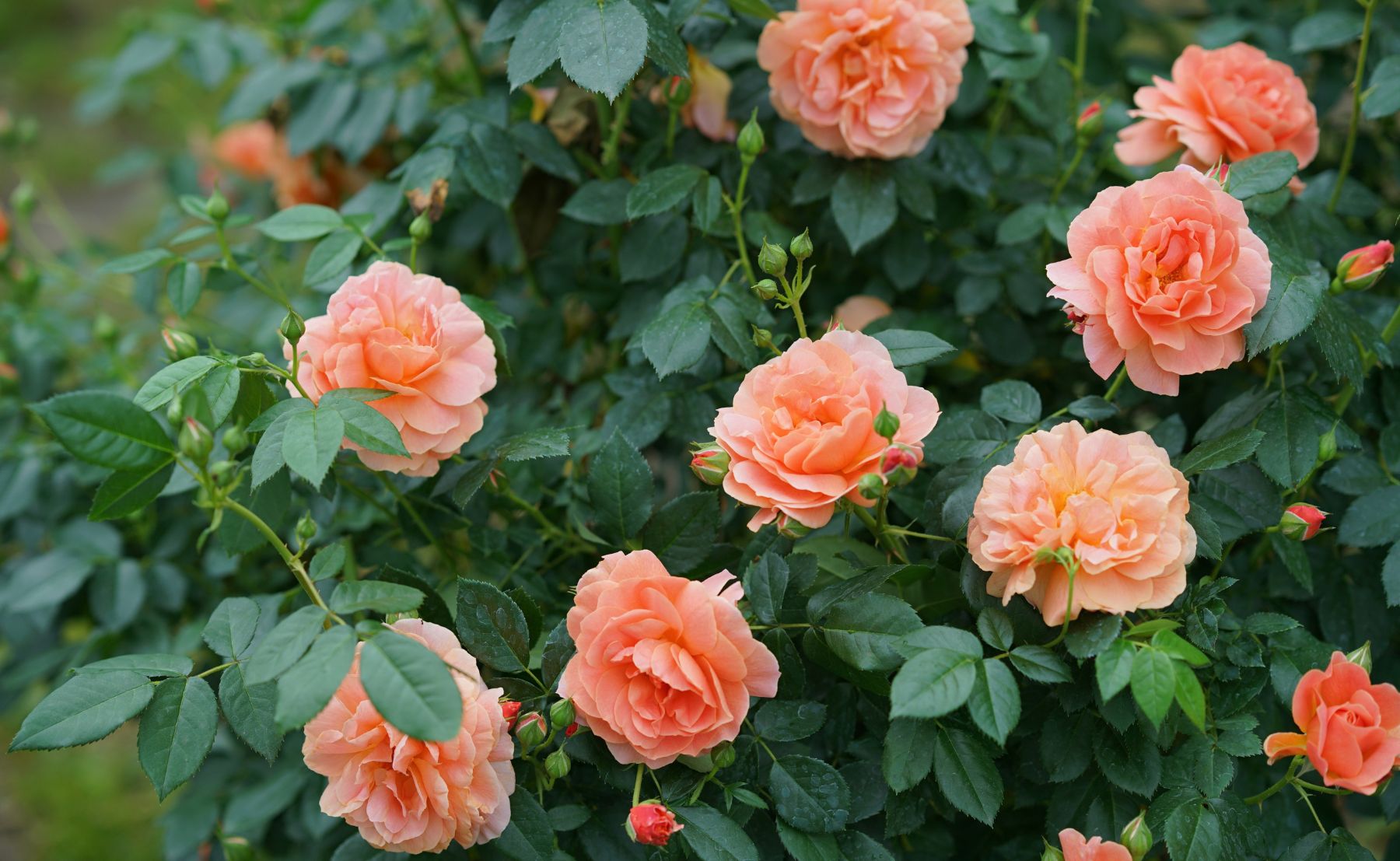At Last Rose planted in an outdoor garden surrounded by green foliage